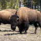 Illustration for article titled Stop Taking Selfies With Bison